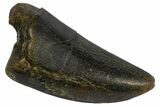 Tyrannosaur Tooth - Two Medicine Formation #145018-1